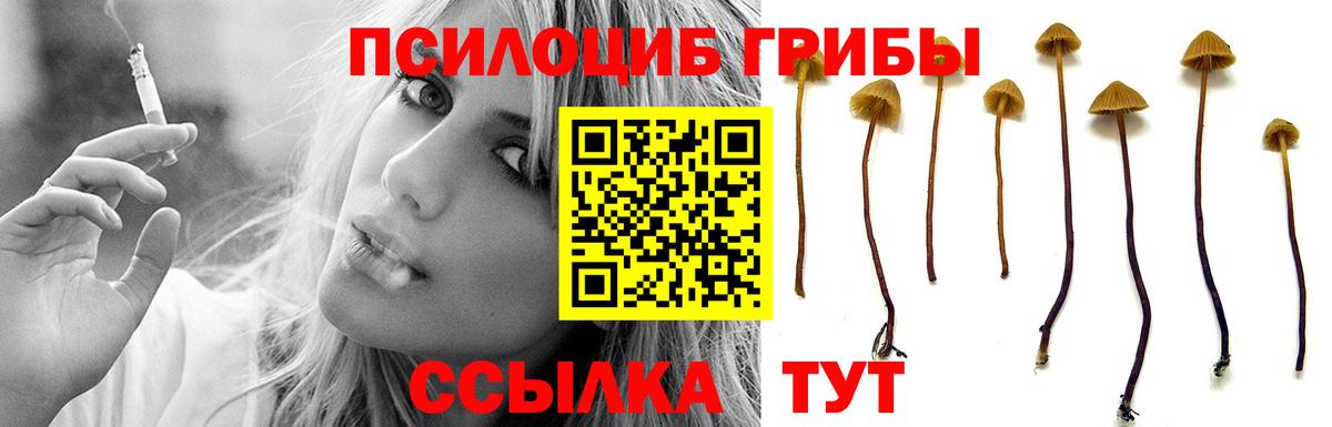 Донской  Галлюциногенные грибы Psilocybe  Вход с VPN 